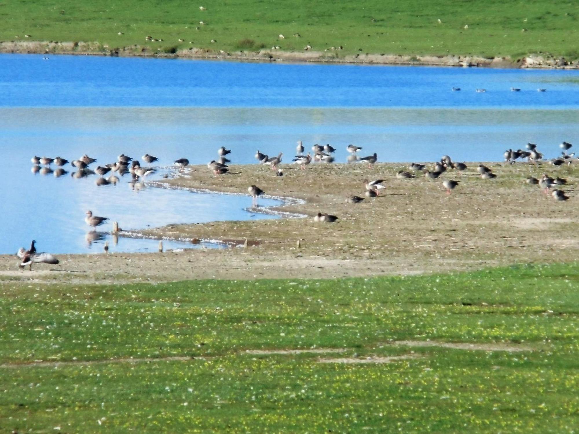 Haus Halligblick, Ferienwohnungen Am Wattenmeer, Whg Langenness Dagebüll Zewnętrze zdjęcie