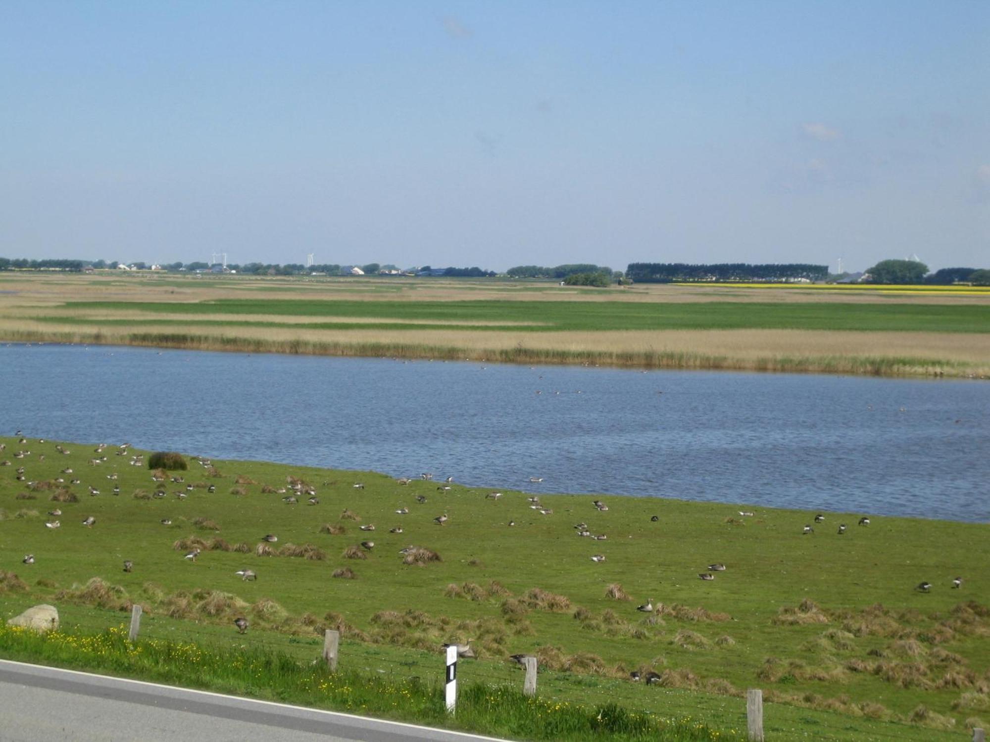 Haus Halligblick, Ferienwohnungen Am Wattenmeer, Whg Langenness Dagebüll Zewnętrze zdjęcie