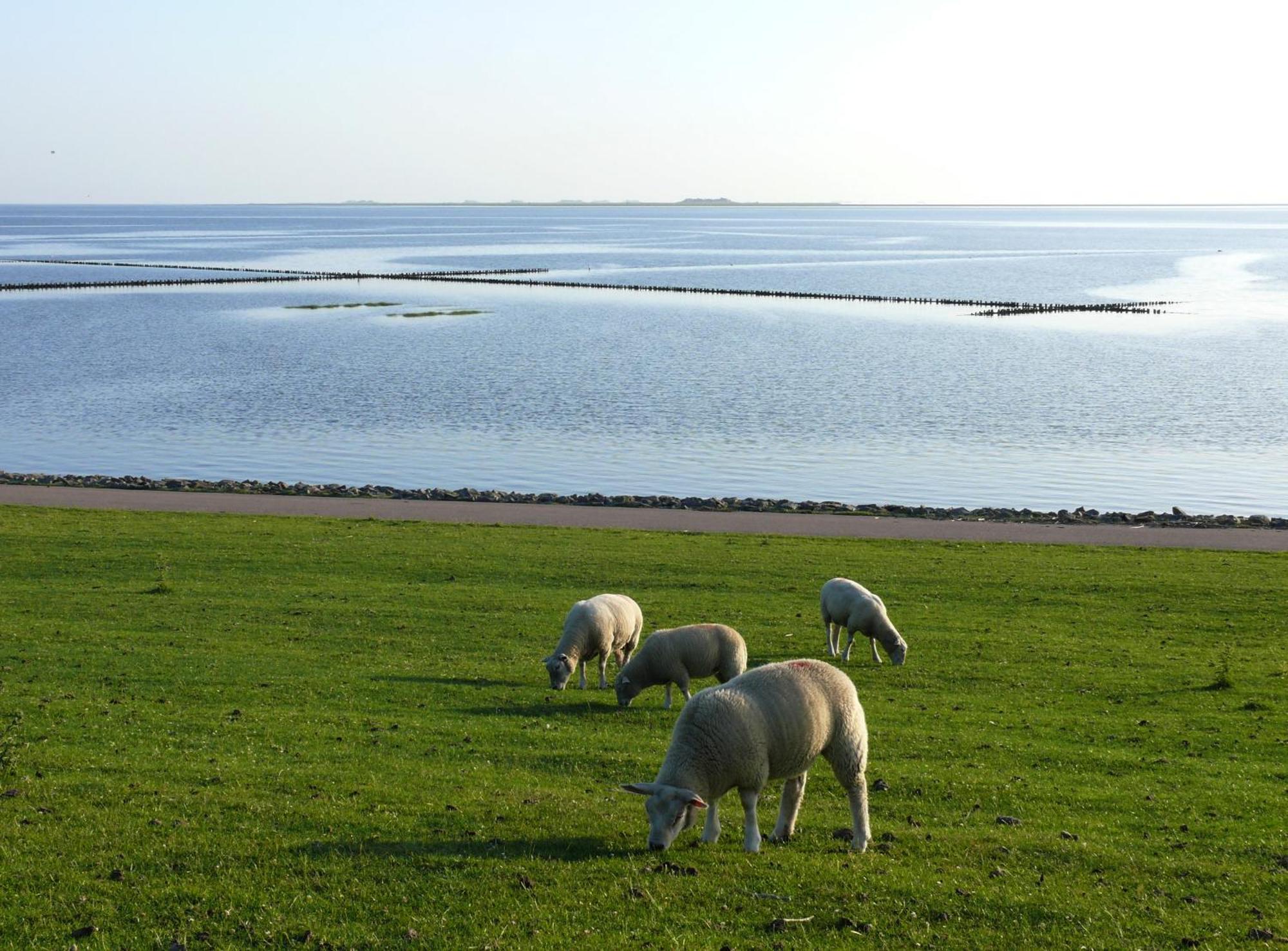 Haus Halligblick, Ferienwohnungen Am Wattenmeer, Whg Langenness Dagebüll Zewnętrze zdjęcie