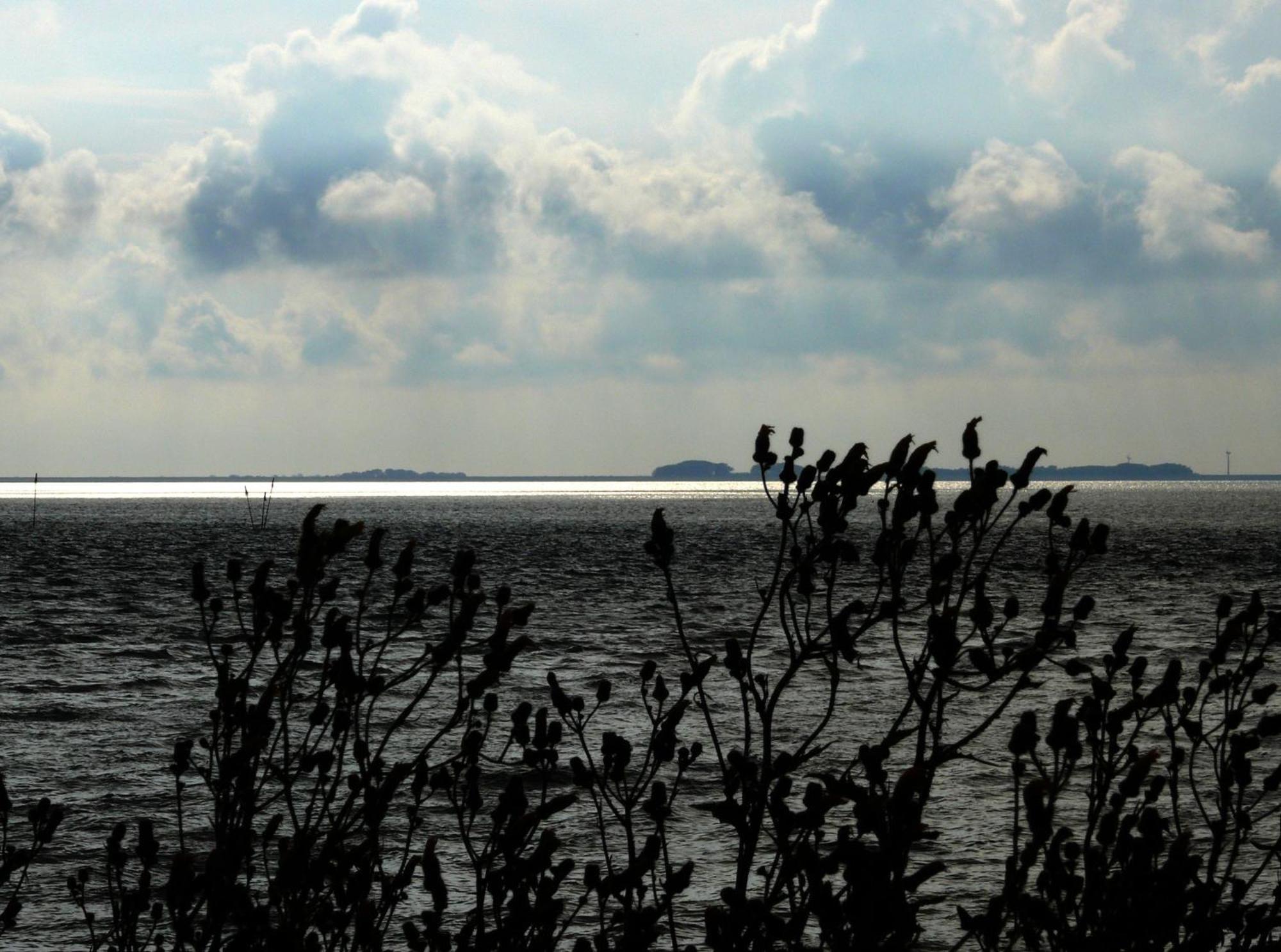 Haus Halligblick, Ferienwohnungen Am Wattenmeer, Whg Langenness Dagebüll Zewnętrze zdjęcie